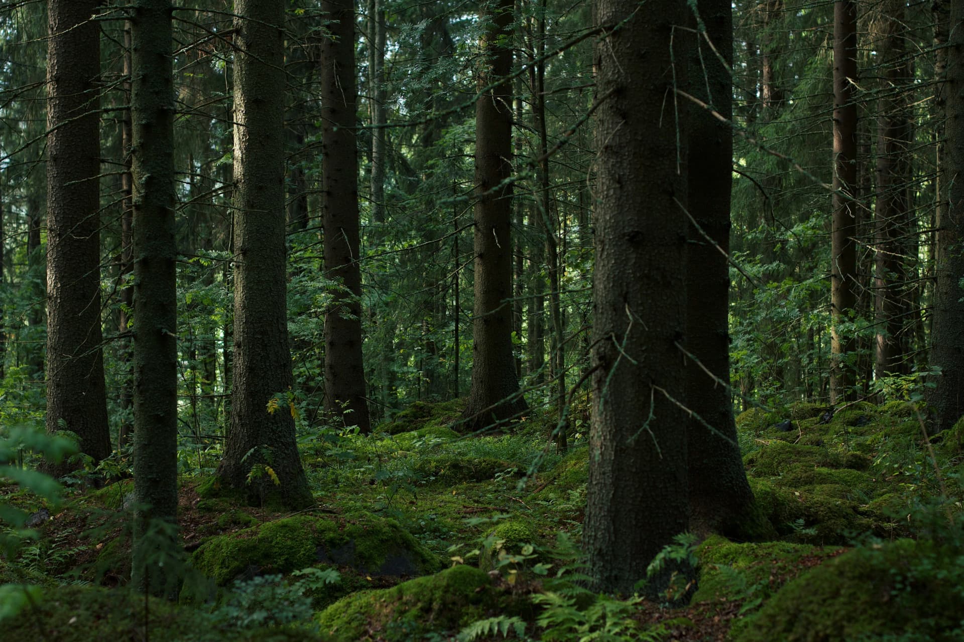 Peaceful Forest
